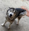 adoptable Dog in San Antonio, TX named REYNA