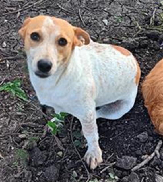 adoptable Dog in San Antonio, TX named PRINCESS