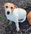 adoptable Dog in San Antonio, TX named PRINCESS