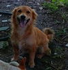 adoptable Dog in  named PELUCHEN