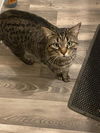 adoptable Cat in San Antonio, TX named POLLITO