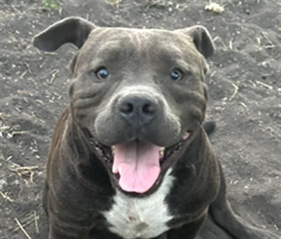 adoptable Dog in San Antonio, TX named MEECH