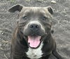 adoptable Dog in San Antonio, TX named MEECH