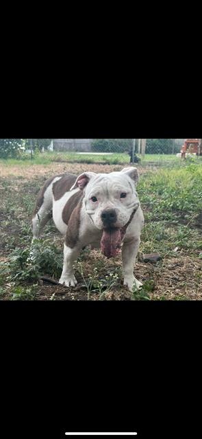 adoptable Dog in San Antonio, TX named MEDUSA