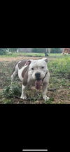 adoptable Dog in San Antonio, TX named MEDUSA