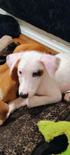adoptable Dog in San Antonio, TX named JACK
