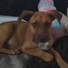 adoptable Dog in San Antonio, TX named JILL