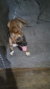 adoptable Dog in San Antonio, TX named PUP 2