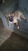 adoptable Dog in San Antonio, TX named PUP 3