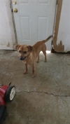 adoptable Dog in San Antonio, TX named DOG 3