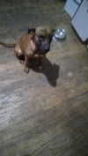 adoptable Dog in San Antonio, TX named DOG 4
