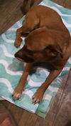 adoptable Dog in San Antonio, TX named DOG 5