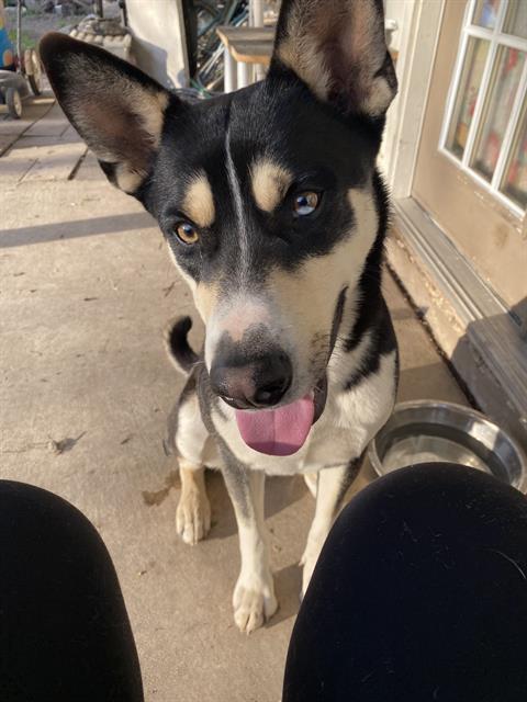 adoptable Dog in San Antonio, TX named HUGO