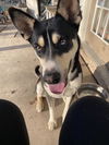 adoptable Dog in  named HUGO