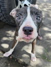 adoptable Dog in San Antonio, TX named DAISY MAE