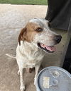 adoptable Dog in San Antonio, TX named COOPER