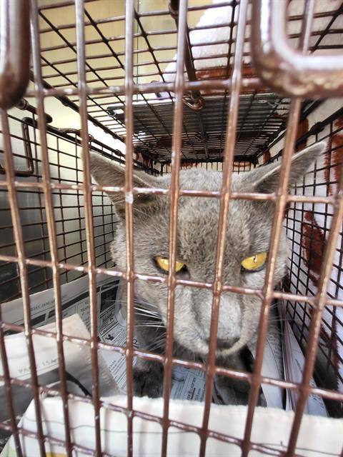 adoptable Cat in San Antonio, TX named ASH