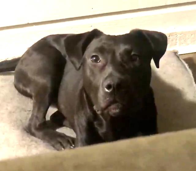 adoptable Dog in San Antonio, TX named SAGE