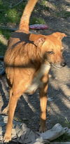 adoptable Dog in  named ROCKY