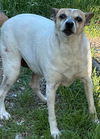 adoptable Dog in  named SELENA