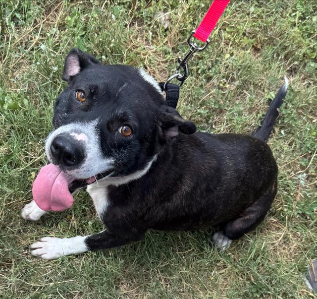 adoptable Dog in San Antonio, TX named NANA