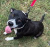 adoptable Dog in  named NANA