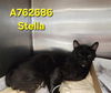 adoptable Cat in San Antonio, TX named STELLA