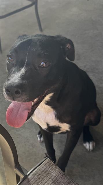 adoptable Dog in San Antonio, TX named LEVI