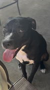 adoptable Dog in San Antonio, TX named LEVI