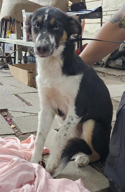 adoptable Dog in San Antonio, TX named SKIP