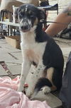 adoptable Dog in San Antonio, TX named SKIP