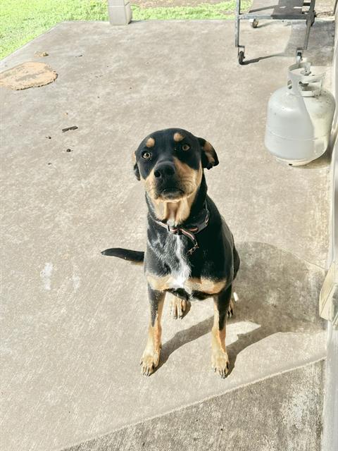 adoptable Dog in San Antonio, TX named ZULA