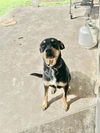 adoptable Dog in San Antonio, TX named ZULA