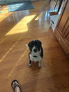 adoptable Dog in San Antonio, TX named DUO DUO