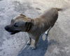 adoptable Dog in San Antonio, TX named MAVERICK