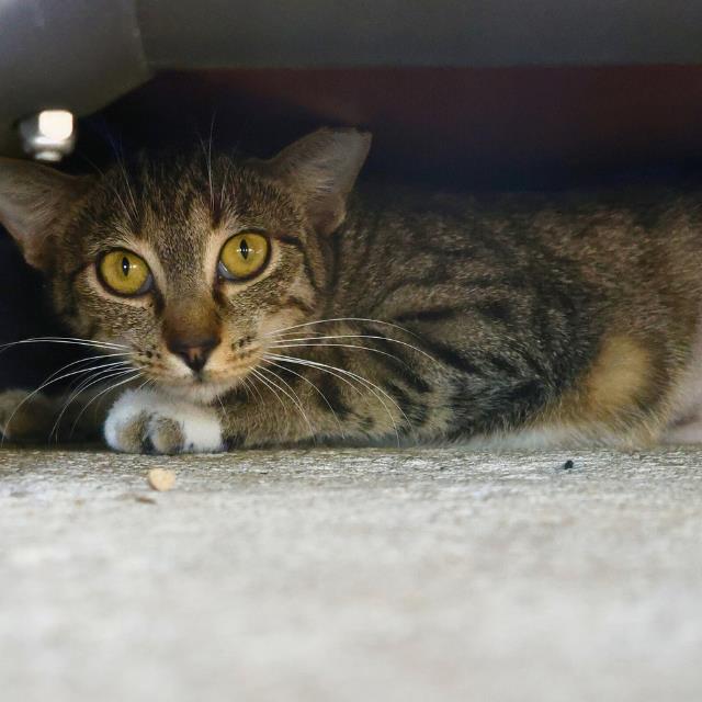 adoptable Cat in San Antonio, TX named BIBI