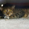 adoptable Cat in San Antonio, TX named BIBI