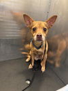 adoptable Dog in  named BRUNO