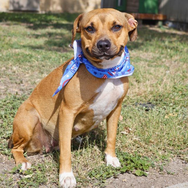 adoptable Dog in San Antonio, TX named MISSY