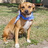 adoptable Dog in  named MISSY