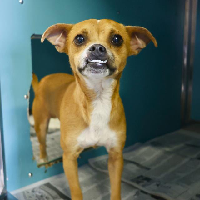 adoptable Dog in San Antonio, TX named WASP
