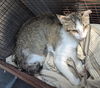 adoptable Cat in San Antonio, TX named TINA