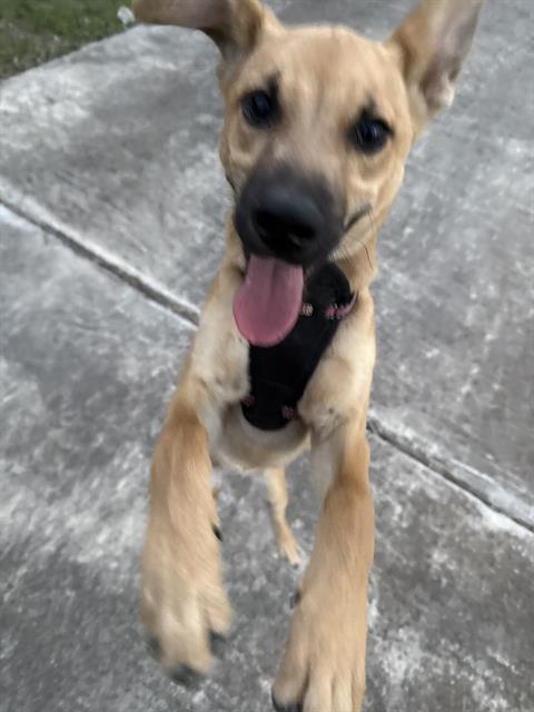 adoptable Dog in San Antonio, TX named MARY