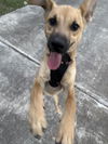 adoptable Dog in San Antonio, TX named MARY