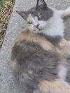 adoptable Cat in San Antonio, TX named OLIVE