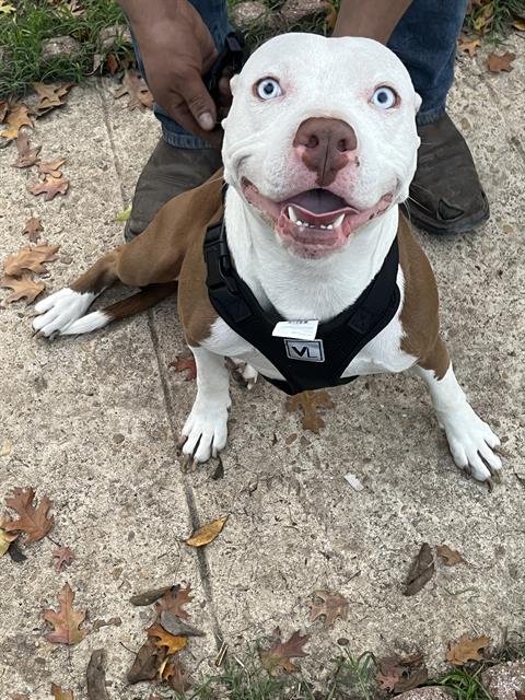 adoptable Dog in San Antonio, TX named BLUE
