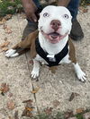 adoptable Dog in San Antonio, TX named BLUE