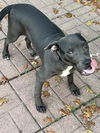 adoptable Dog in San Antonio, TX named SMOKEY