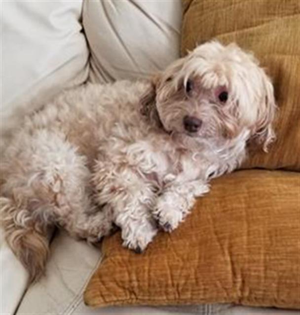adoptable Dog in San Antonio, TX named CHARLIE