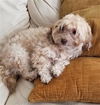 adoptable Dog in San Antonio, TX named CHARLIE